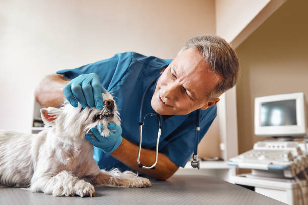 Best Emergency Dental Surgery in Dulles Town Center, VA
